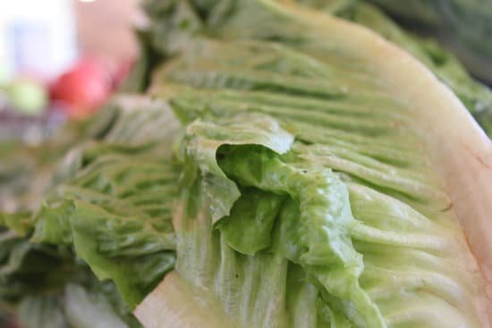 canva lettuce MADo51KHloQ