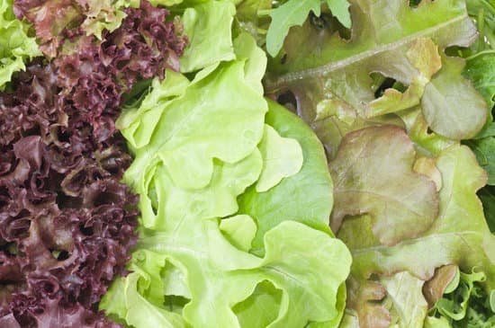 canva lettuce MAED Z SHHI