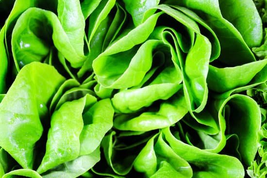 canva lettuce MAEEUD8ZKtI