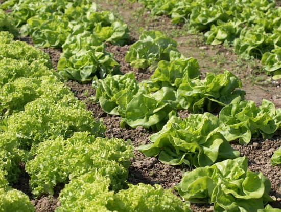 canva lettuce MAEFA0dEIwc