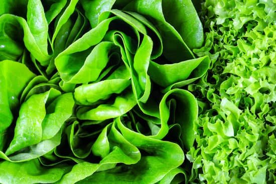 canva lettuce MAEFiRRdLgg