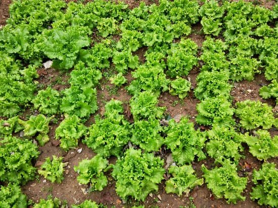 canva lettuce field MADBWIWLtNw