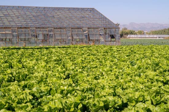 canva lettuce field