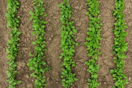 canva lettuce grows in the beds in the garden MAEAzCpkErY