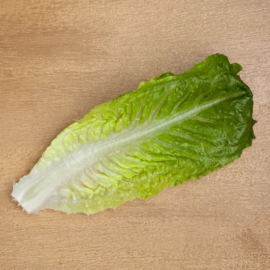 canva lettuce leaf MAEFhuKkrvM