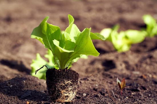 canva lettuce seedling with roots and soil MAEgSq3kezY