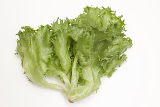 canva lettuce up MAC IM VSD8