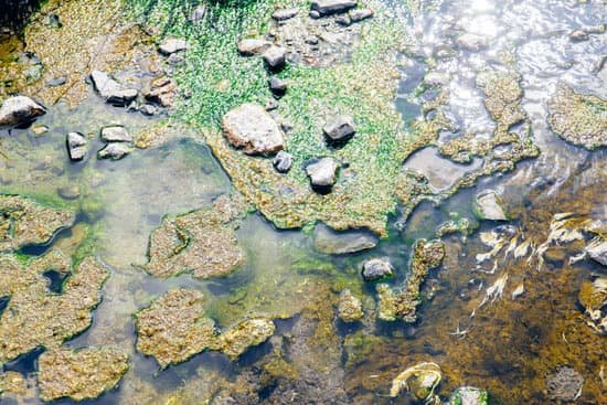 canva lichen or algae life plant in the hot spring mineral sulfer water with green chlorophyll for photosynthesize MADm 5zwcts