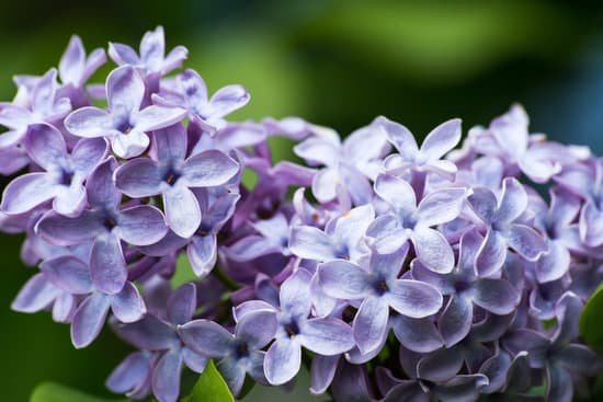 canva lilac MADAeGWAI6k
