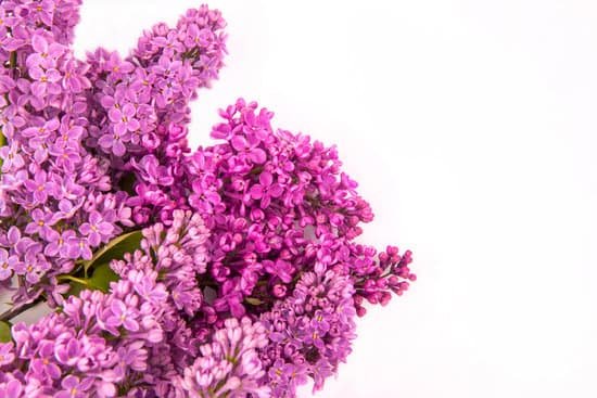 canva lilac MADAihZQPfk