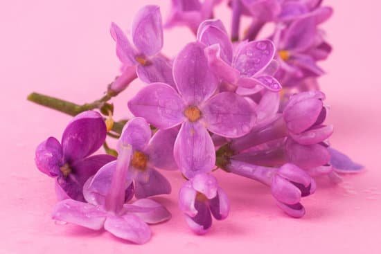 canva lilac MADAko2h pE