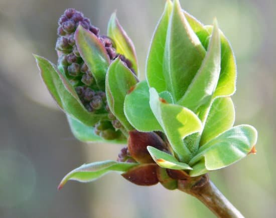 canva lilac