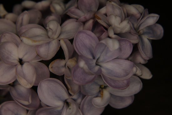 canva lilac MADGDD5OFrs