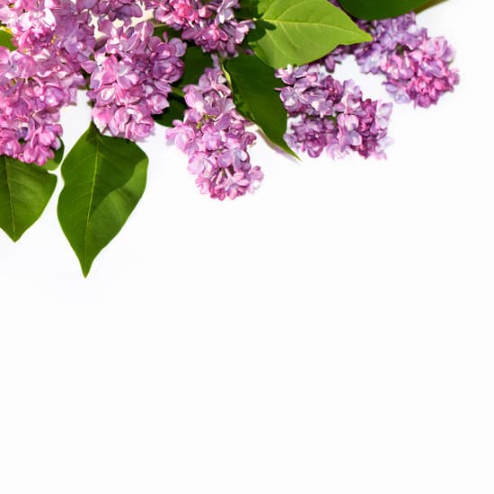 canva lilac branches on white background copy space MAEN9y3YdY4