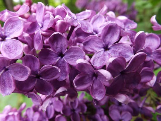 canva lilac flower
