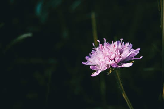 canva lilac flower of knautia arvensis in the field MAEQge6JK 0