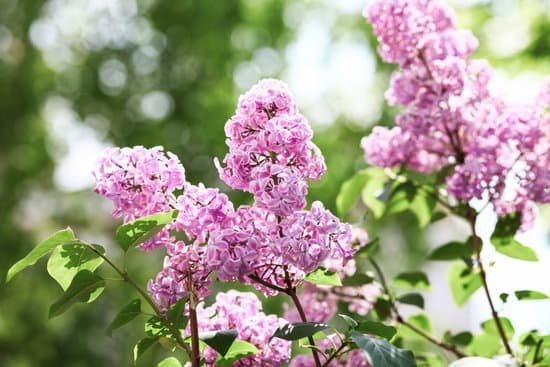 canva lilac flowers and leaves in spring MAD69GNPqKQ