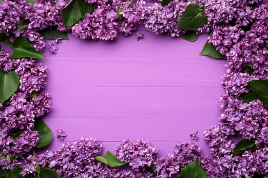 canva lilac flowers forming a frame MAEN9hUro60