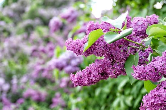 canva lilac flowers in a garden MAD Q YFBoE