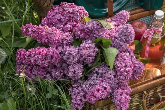canva lilac flowers in a picnic basket MAEtJaZOZ8U