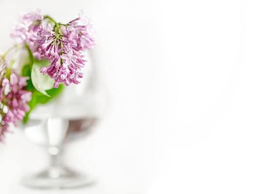 canva lilac flowers in a wineglass on white background MAEOVBmhM0E