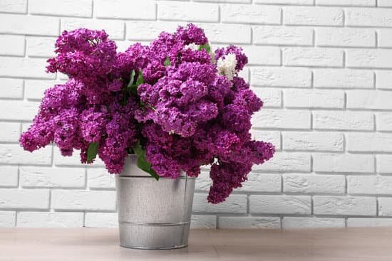 canva lilac flowers in metal bucket MAD MX1POuI