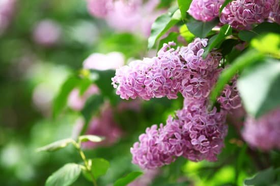 canva lilac flowers in spring MAD69HNFmR4