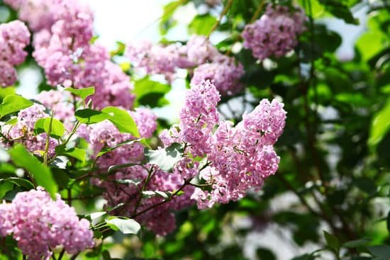 canva lilac flowers in spring