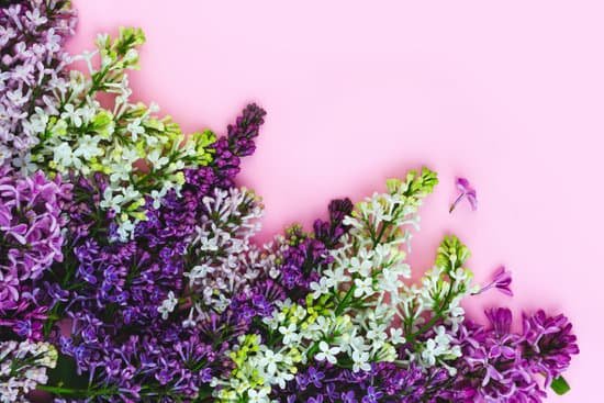 canva lilac flowers on bright pink background MAEGzaQsoX0