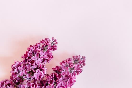 canva lilac flowers on pink background MAD V4Y4GNU