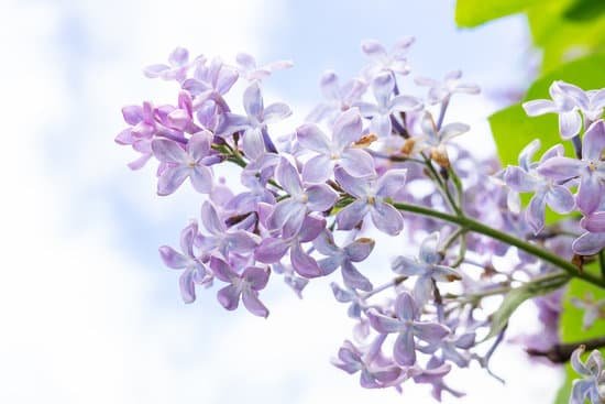 canva lilac in blooming season MAD9oypcon4