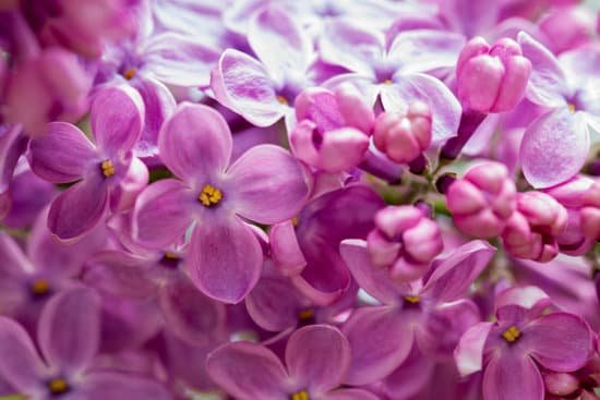 canva lilac lilacs MADCh4XiYtw