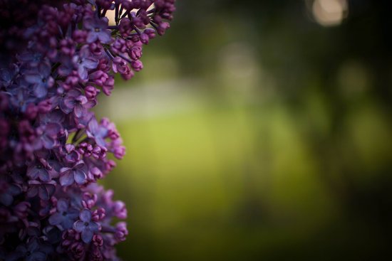 canva lilac. purple lilac. bouquet of purple lilacs. beautiful lilac flowers closeup. toned photo. boke MADFczA8fAU