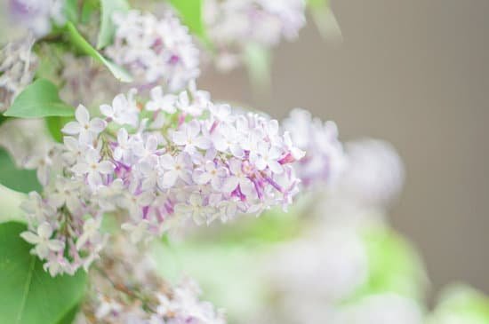 canva lilacs MADBkTgLLN0