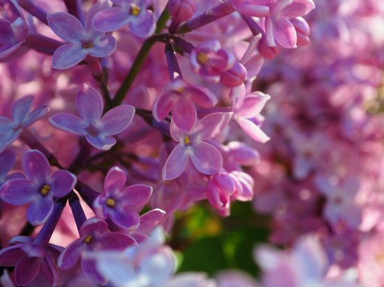 canva lilacs MADFrzP prE