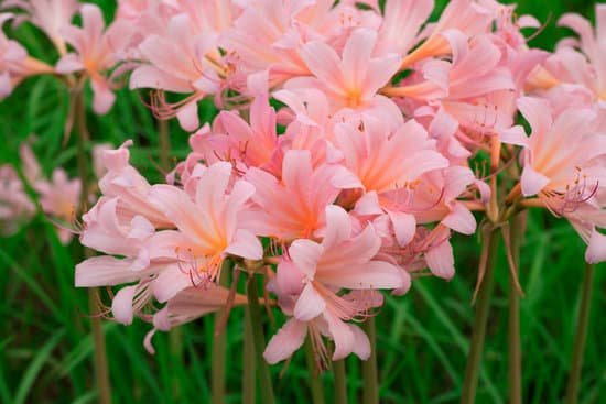 canva lily MAC A1HyJtw