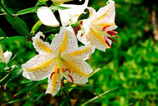canva lily MAC ADFu2bo