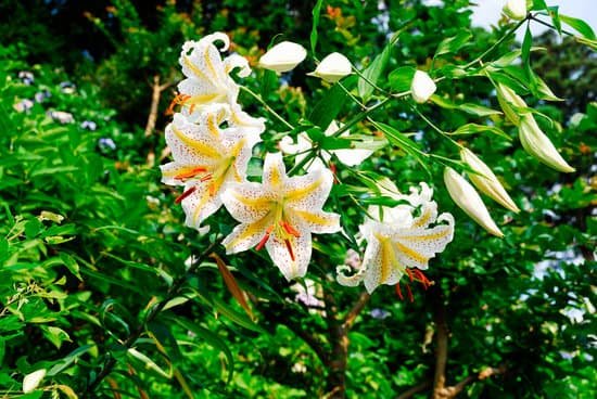canva lily MAC