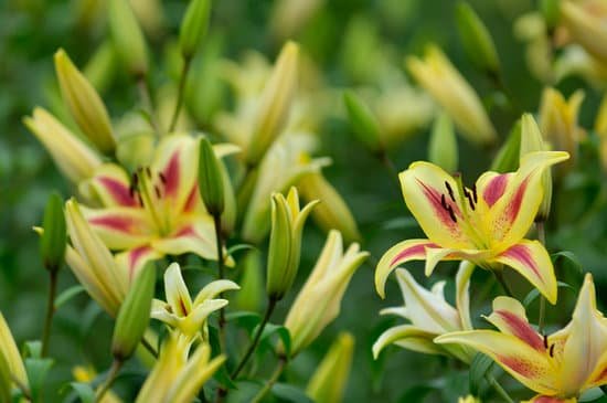 canva lily MAC ANcQ8bo