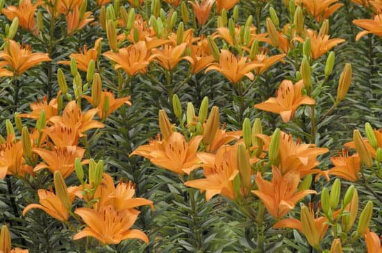 canva lily MAC DRZHROA