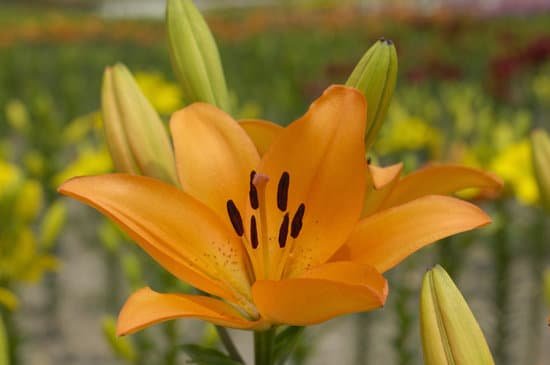canva lily MAC DZtPfMc