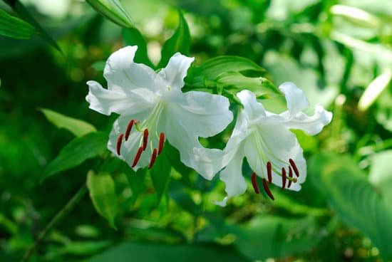 canva lily MAC ECkmQIg