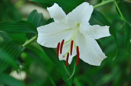 canva lily MAC EJrTFKU