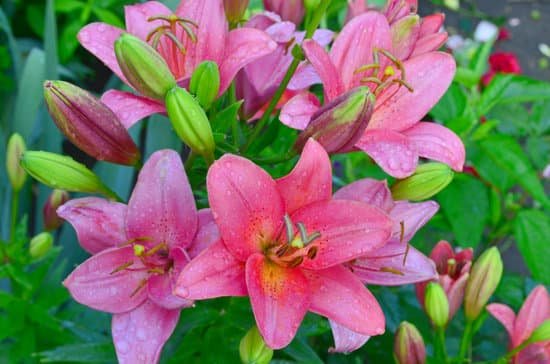 canva lily MAC9M5788yw