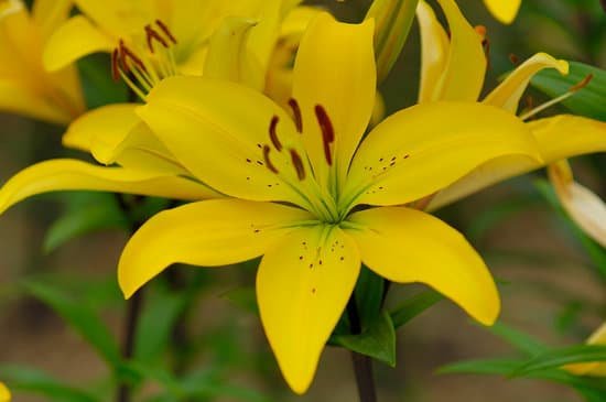 canva lily MAC9 YsO2k