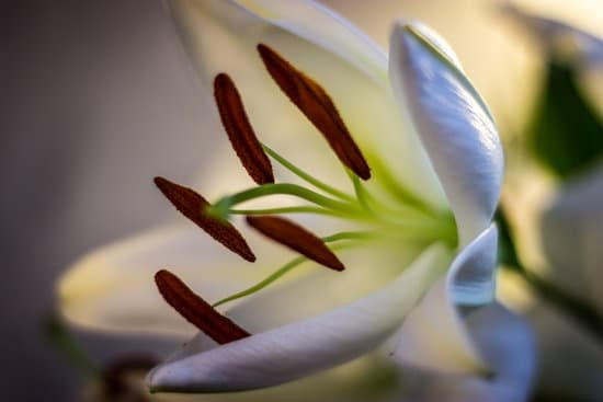 canva lily MAC PiKH8wY