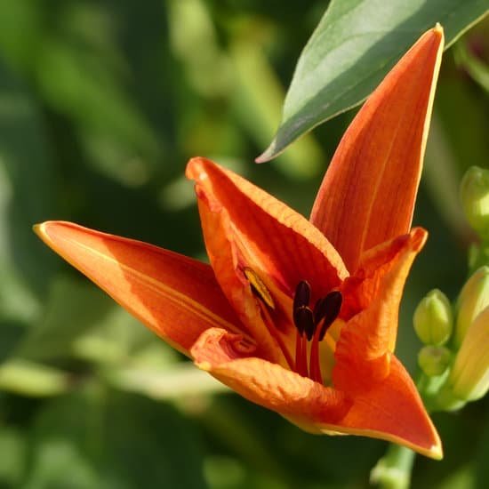 canva lily MAD31fVUgck