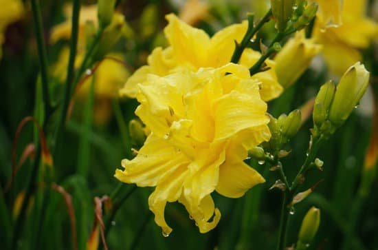 canva lily MADAkjDzuC4