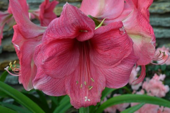 canva lily MADB0OPkk U