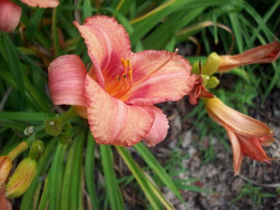 canva lily MADBLSm0N04